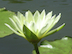 Water Lily_Angela_tiny.jpg